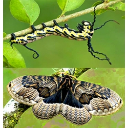 Brahmaea tancrei  Asian Owl Moth 15 eggs or 10 larvae according to availability